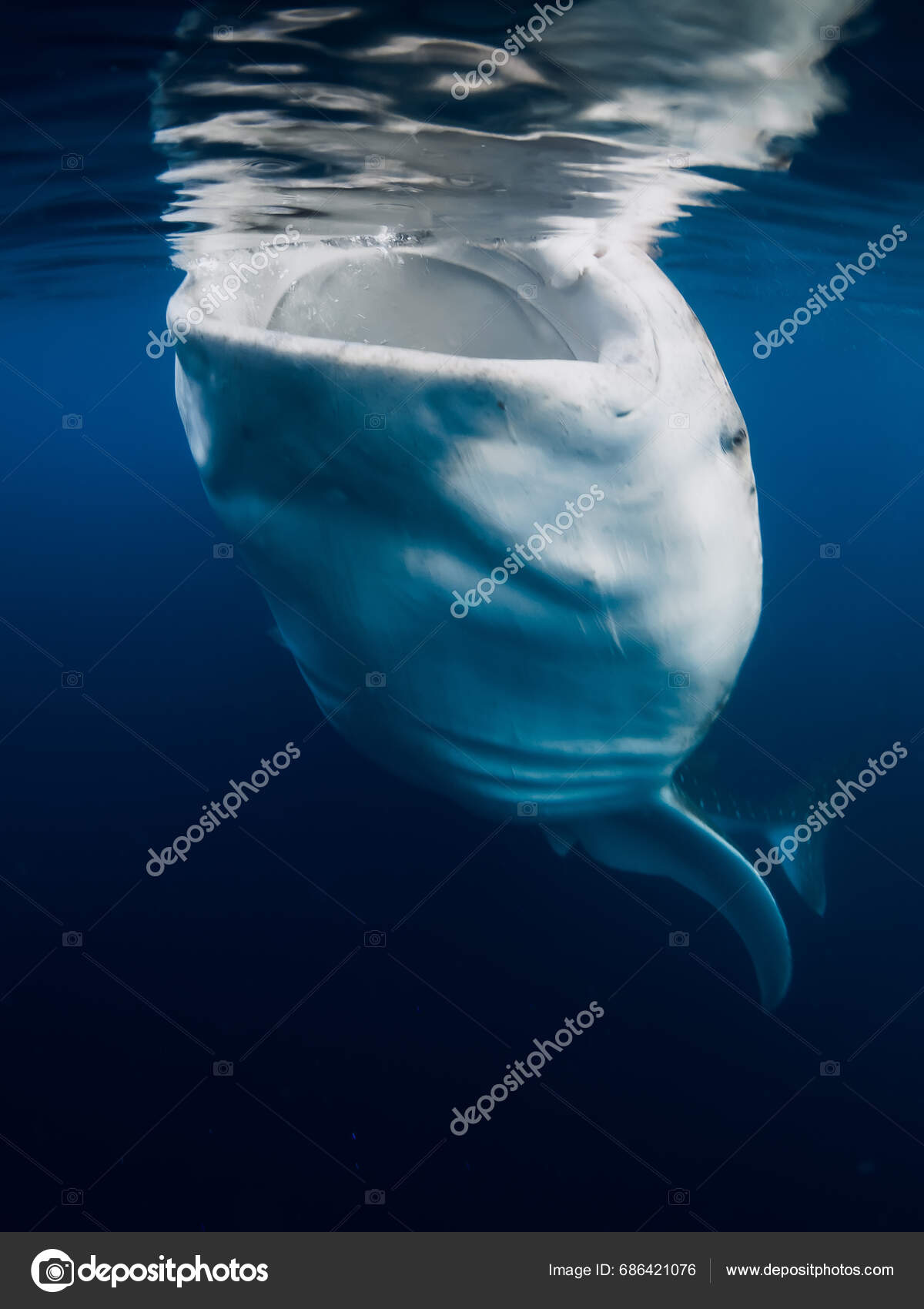 Whale Shark Eating Plankton Giant Whale Shark Swimming Underwater Blue