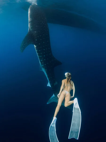 Woman Swimming Giant Whale Shark Deep Blue Ocean Silhouette Shark — Stock Photo, Image