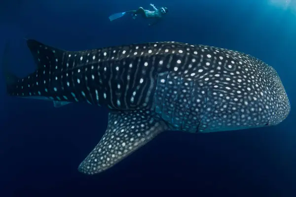 Amazing whale shark and young woman in blue ocean. Freediver girl explores marine life