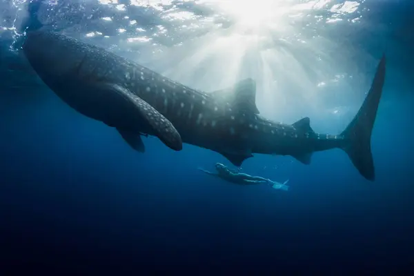 Whale Shark Young Woman Sun Rays Blue Ocean — Stock Photo, Image