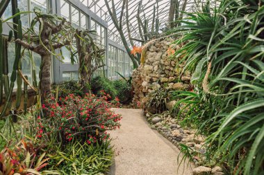 Bali botanik bahçesindeki cam evin altında kaktüs ve sulu bahçe