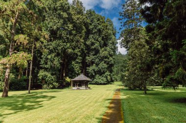 Bali, Endonezya 'da yağmur ormanları ve dev ağaçları olan botanik bahçesi.