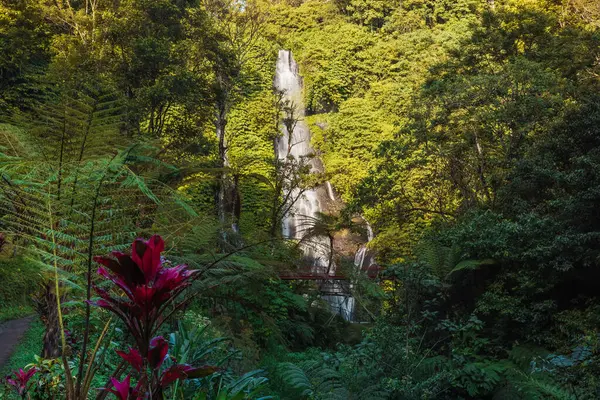 Waterfall and exotic plants in tropics. Cascade waterfall in tropical rainforest.