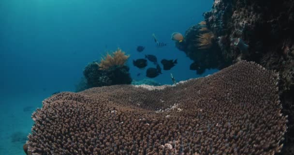 Ζωντανά Κοράλλια Και Τροπικά Ψάρια Υποβρύχια Καταγάλανο Ωκεανό Στις Μαλδίβες — Αρχείο Βίντεο
