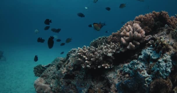 Živé Korály Škola Tropických Ryb Pod Vodou Modrém Oceánu Mauriciu — Stock video