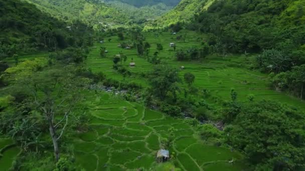 Vallée Panoramique Avec Terrasses Montagnes Sur Nord Bali Campagne Avec — Video