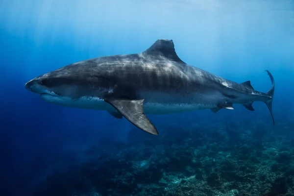 Olbrzymi Rekin Tygrysi Głębokim Błękitnym Oceanie Nurkowanie Niebezpiecznymi Rekinami Tygrysimi — Zdjęcie stockowe