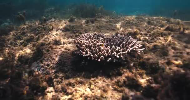 Koral Podwodny Płytkiej Wodzie Błękitnym Oceanie — Wideo stockowe