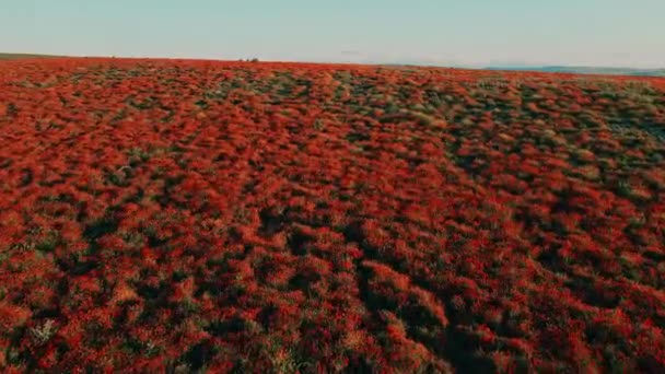 Campo Papoula Florescente Vista Aérea Flores Vermelhas Selvagens — Vídeo de Stock