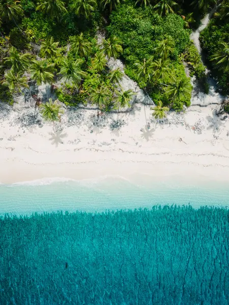 Top down aerial drone view of shoreline in Maldives. Bright blue crystal clear water and white sandy beach on paradise tropical island. Summer and travel vacation