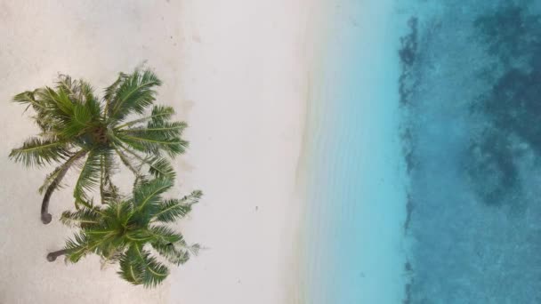 Immagine Aerea Drone Top Litorale Alle Maldive Acqua Blu Spiaggia — Video Stock