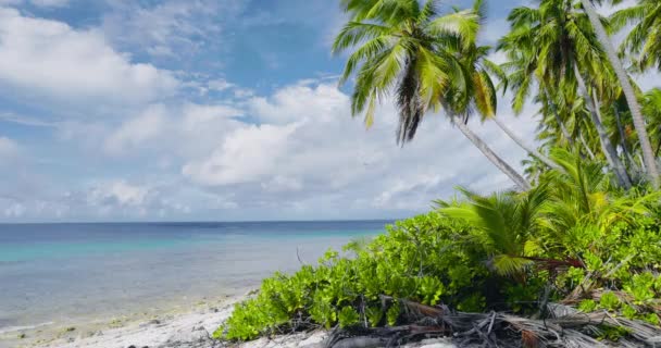 Spiaggia Tropicale Delle Maldive Sull Isola Concetto Estate Vacanza — Video Stock