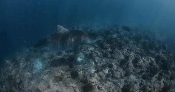 태평양의 호랑이 바다의 산호초 근처에서 수영하는 물고기와 상어와 깨끗한 물에서 — 비디오