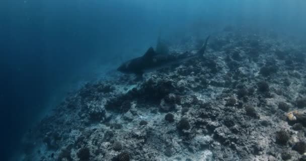 Tubarão Tigre Oceano Pacífico Vida Subaquática Com Peixes Tubarão Nadando — Vídeo de Stock