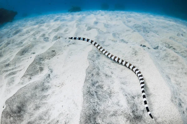 Paskowany Wąż Morski Dnie Morza Piaszczyste Tropikalnym Oceanie — Zdjęcie stockowe