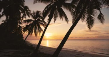 Güneşin doğuşuyla ya da batışıyla Hindistan cevizi palmiyeleri sessiz okyanuslu tropikal sahillerde. Yüksek kalite 4k görüntü