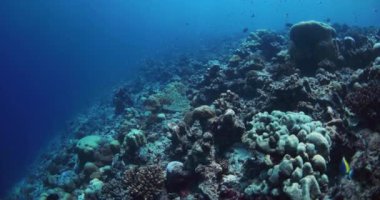 Şeffaf mavi okyanusta mercanlar ve tropikal balıklarla dolu bir resif. Su altı görüntüsü, yavaş çekim. Yüksek kalite 4k görüntü