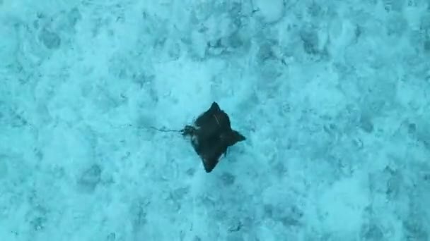 Sting Ray Manta Ray Maldivler Açık Mavi Okyanusta Yüzer Yüksek — Stok video