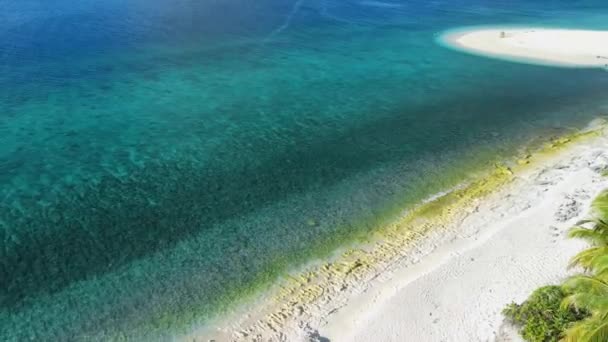 Мальдивские Острова Тропический Пляж Пальмами Вид Воздушного Беспилотника Высококачественные Кадры — стоковое видео