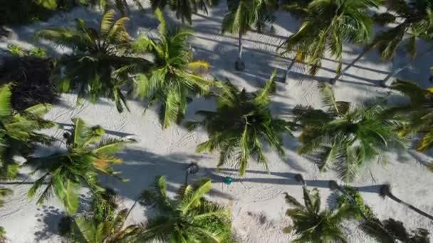 马尔代夫群岛海滩附近的椰子树 高质量的4K镜头 — 图库视频影像