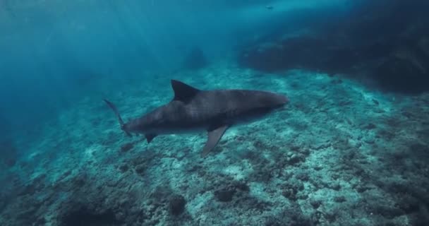 虎鲨在蓝色清澈的海洋中滑行 拯救危险的虎鲨 高质量的4K镜头 — 图库视频影像