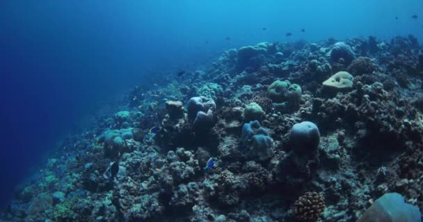 Arrecife Con Corales Peces Tropicales Océano Azul Transparente Vista Submarina — Vídeos de Stock