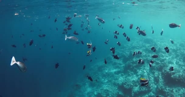 Reef Πολλά Πολύχρωμα Τροπικά Ψάρια Διαφανές Μπλε Ωκεανό Υποθαλάσσια Αργή — Αρχείο Βίντεο
