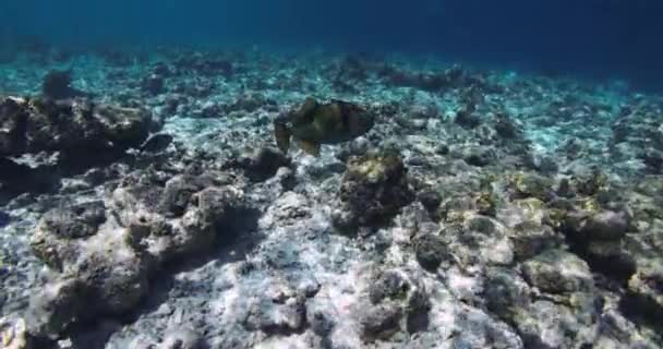 Προωθητικό Ψάρι Διάφανο Γαλάζιο Ωκεανό Υποθαλάσσια Αργή Κίνηση Στη Θάλασσα — Αρχείο Βίντεο