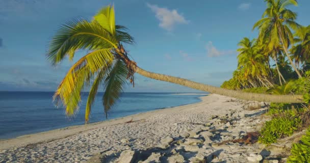 Spiaggia Tropicale Delle Maldive Sull Isola Concetto Vacanza Estiva Tropicale — Video Stock