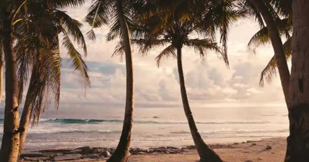 ココナッツパームと暖かい日の出や海とトロピカルビーチで日没トーン 高品質の4K映像 — ストック動画