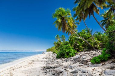 Maldivler adasında hindistan cevizi tatil plajı, dinlenmek için ideal bir yer. Tropik bayrak