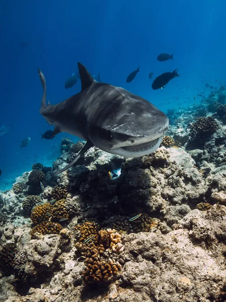 Rekin Tygrysi Błękitnym Oceanie Rekin Ostrymi Zębami Nurkowanie Niebezpiecznymi Rekinami — Zdjęcie stockowe