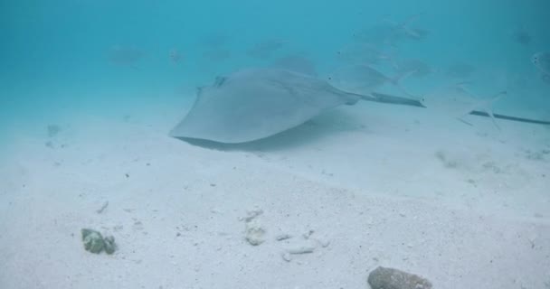 Stingray Bajo Agua Polinesia Francesa Maldivas Sting Ray Nadar Con — Vídeo de stock