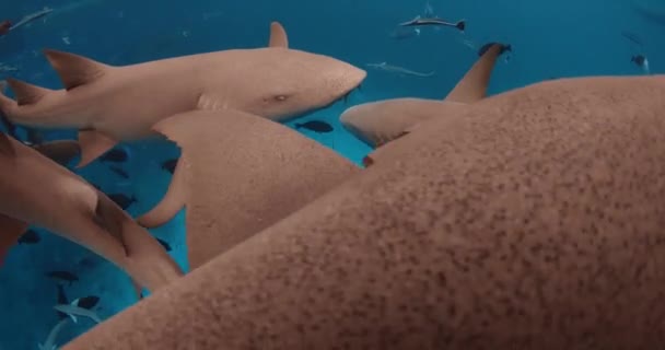 和护士鲨鱼一起游泳在透明的蓝色海洋中近距离观察护士鲨 高质量的4K镜头 — 图库视频影像