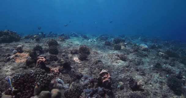 Ύφαλος Κοράλλια Και Τροπικά Ψάρια Διάφανο Καθαρό Ωκεανό Υποβρύχια Αργή — Αρχείο Βίντεο