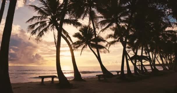Мальдивский Пляж Кокосовой Пальмой Тонами Восхода Захода Солнца Тропическом Пляже — стоковое видео