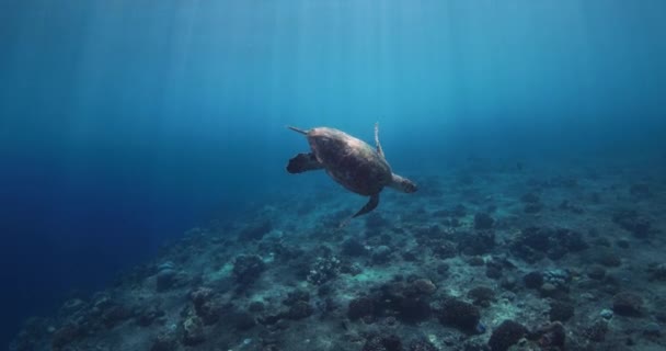 Tartaruga Marinha Desliza Oceano Azul Tartaruga Nada Debaixo Água Mar — Vídeo de Stock