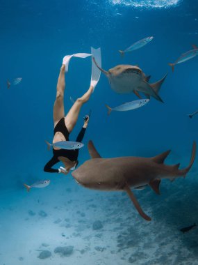 Kadın Maldivler 'de tropikal bir denizde köpekbalıklarıyla dalıp yüzüyor.