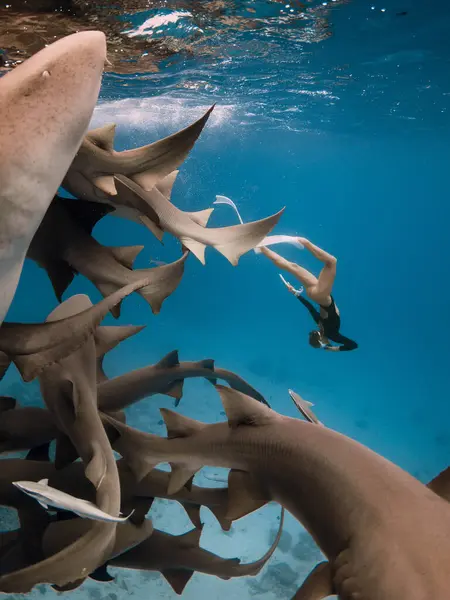 Kadın Serbest Dalgıç Maldivler Tropik Bir Denizde Köpekbalıklarıyla Dalıyor — Stok fotoğraf