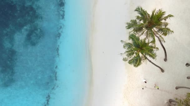 몰디브의 해안선에 아래로 고품질 — 비디오