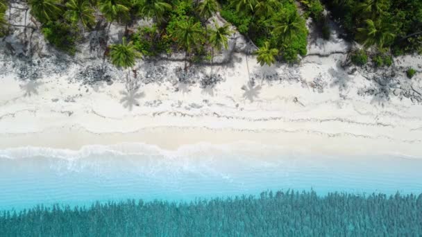 马尔代夫群岛海洋热带海滩 有棕榈 空中无人驾驶飞机视图 高质量的4K镜头 — 图库视频影像