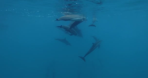 Дельфины Плавают Играют Водой Голубом Океане Семья Дельфинов Дикой Природе — стоковое видео