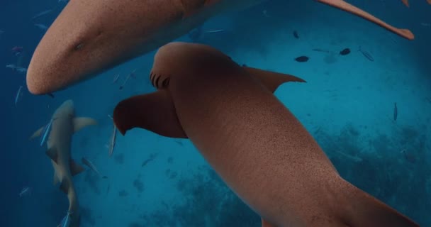 Úszás Cápa Nővérrel Cápák Közelsége Átlátszó Kék Óceánban Maldív Szigetek — Stock videók