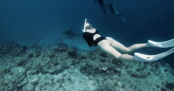 Kobieta Freediver Czystej Tropikalnej Wodzie Rekinami Tygrysimi Malediwach Wysokiej Jakości — Wideo stockowe