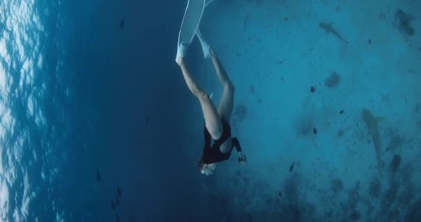 Schlanke Freitaucherin Einem Klaren Tropischen Wasser Mit Ammenhaien Auf Den — Stockvideo