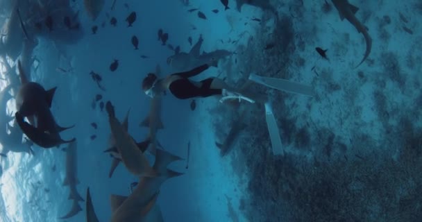 Maldivler Deki Hemşire Köpekbalıklarıyla Berrak Bir Tropikal Suda Serbest Çalışan — Stok video