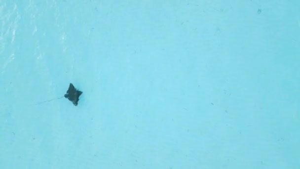 Stingray Rayo Manta Nada Océano Azul Maldivas Imágenes Alta Calidad — Vídeos de Stock