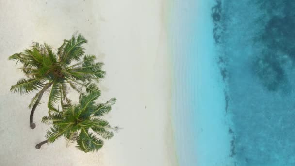 Сверху Вид Воздушного Беспилотника Береговую Линию Мальдив Голубая Вода Песчаный — стоковое видео
