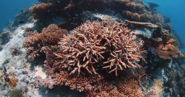 Ζωντανά Κοράλλια Και Σχολή Τροπικών Ψαριών Κάτω Από Νερό Διάφανο — Αρχείο Βίντεο
