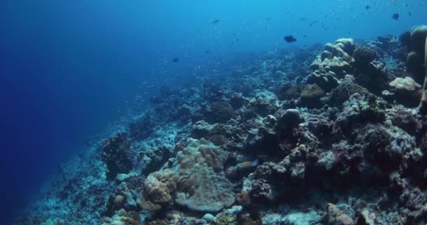 Риф Коралами Тропічними Рибами Прозорому Океані Підводний Повільний Рух Морі — стокове відео